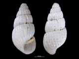 Pyrgulina pseudalveata, author: Hans Hillewaert