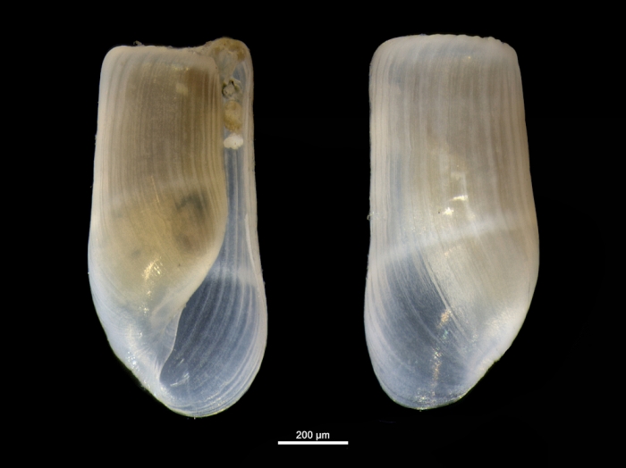Retusa truncatula