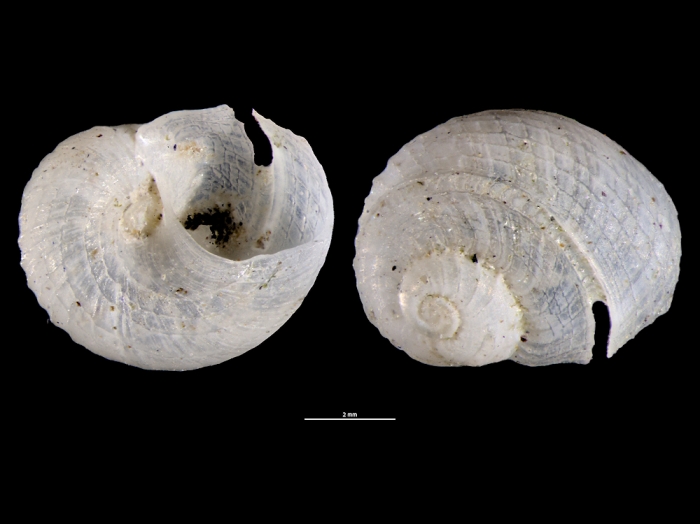Scissurella staminea