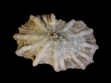 Siphonaria ferruginea, author: Hans Hillewaert
