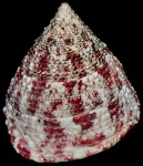 Rochia virgata