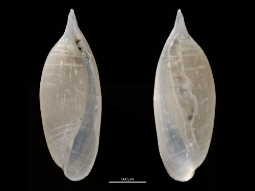 Volvulella acuminata Volvulella acuminata