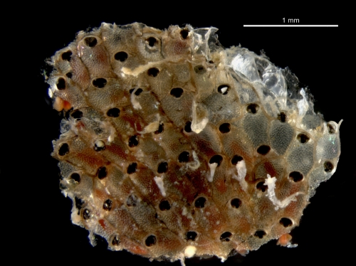 Watersipora subtorquata Watersipora subtorquata