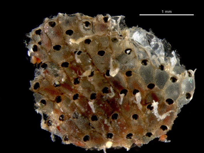 Watersipora subtorquata