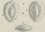 Miliolina (Triloculina) gussensis Schwager, 1883