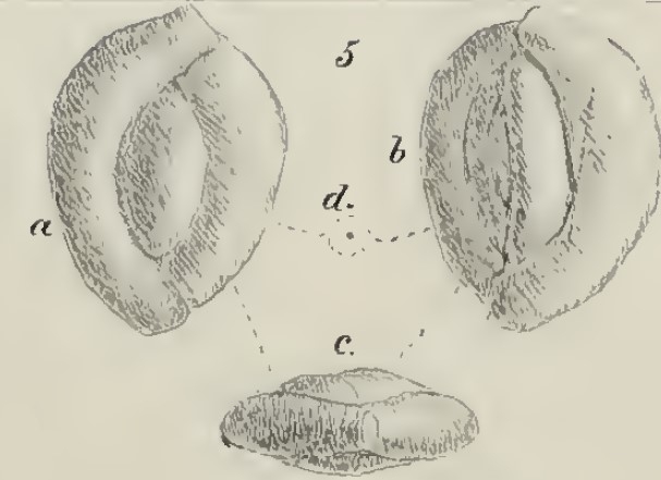 Miliolina (Triloculina) gussensis Schwager, 1883 Miliolina (Triloculina) gussensis Schwager, 1883