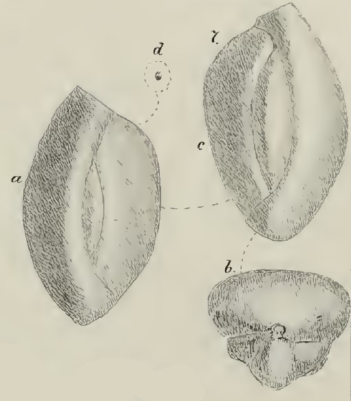 Miliolina (Quinqueloculina) lucens Schwager, 1883 Miliolina (Quinqueloculina) lucens Schwager, 1883