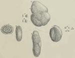 Fabularia zitteli Schwager, 1883