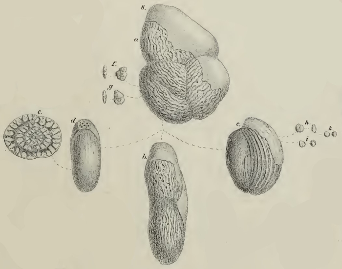Fabularia zitteli Schwager, 1883 Fabularia zitteli Schwager, 1883