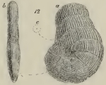 Spirolina pusilla Schwager, 1883