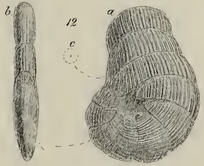 Spirolina pusilla Schwager, 1883 Spirolina pusilla Schwager, 1883