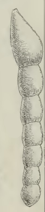 Marginulina dentalinoidea Schwager, 1883 Marginulina dentalinoidea Schwager, 1883