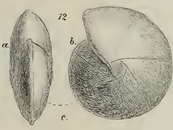 Cristellaria isidis Schwager, 1883 Cristellaria isidis Schwager, 1883