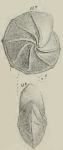 Cristellaria radiifera Schwager, 1883