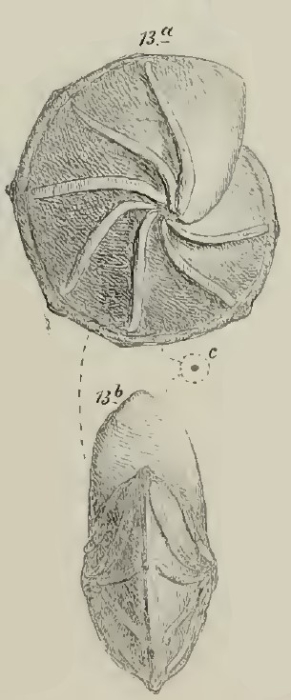 Cristellaria radiifera Schwager, 1883 Cristellaria radiifera Schwager, 1883