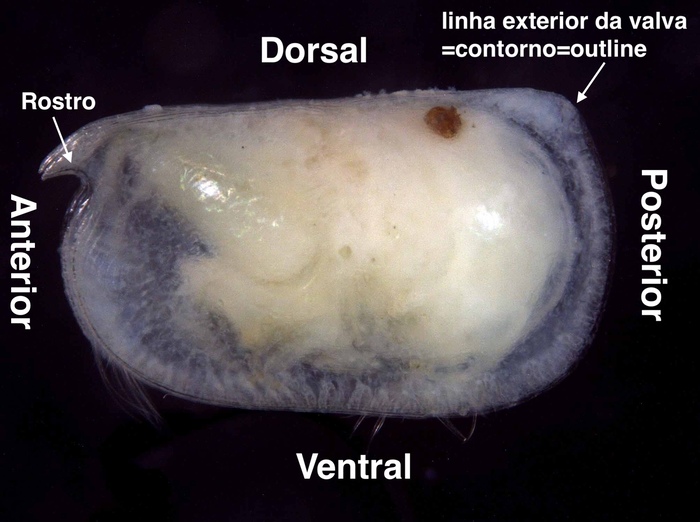 Halocyprididae morphology