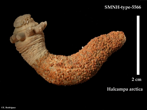 SMNH-type-5566 SMNH-type-5566