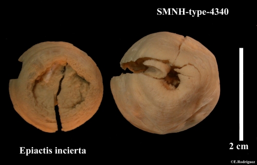 SMNH-type-4340 SMNH-type-4340