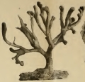 Rhizaxinella excellens Thiele, 1898