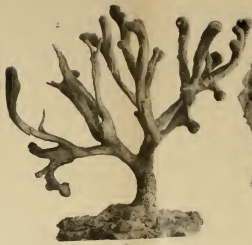 Rhizaxinella excellens Thiele, 1898
