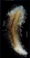 Pleijelius longae as published in Shimabukuro et al 2020 (identified in Watson et al 2024)