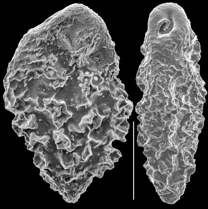 Abditodentrix pseudothalmanni Abditodentrix pseudothalmanni