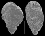 Abditodentrix rhomboidalis