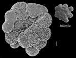 Acervulina mabahethi