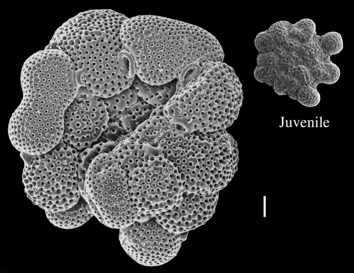 Acervulina mabahethi Acervulina mabahethi