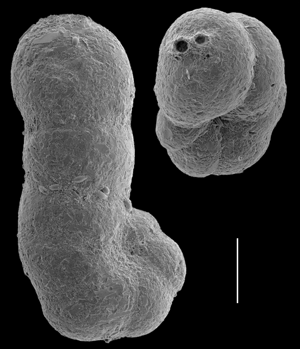 Acupeina triperforata Acupeina triperforata