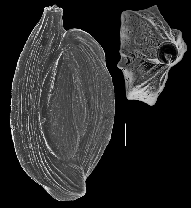 Adelosina mediterranensis Adelosina mediterranensis