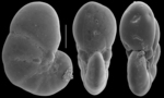 Aliatina variabilis