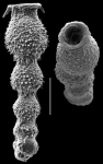 Allassoida virgula