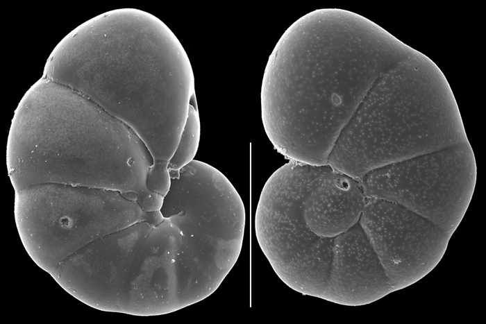 Alliatinella differens Alliatinella differens