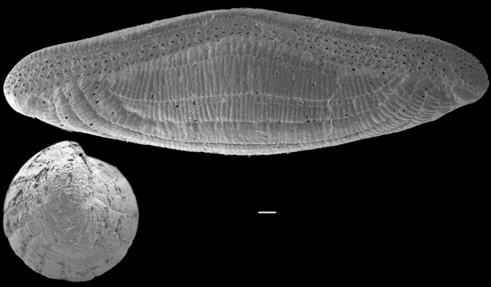 Alveolinella quoyi Alveolinella quoyi