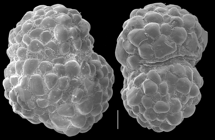 Alveolophragmium zealandicum Alveolophragmium zealandicum