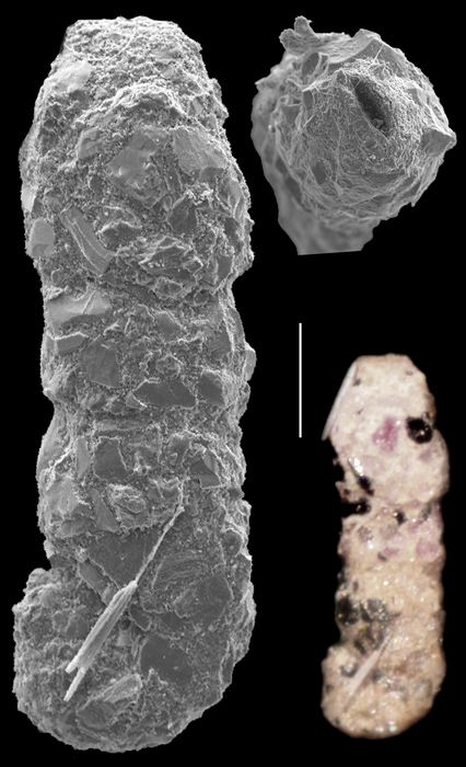 Ammobaculites agglutinans Ammobaculites agglutinans