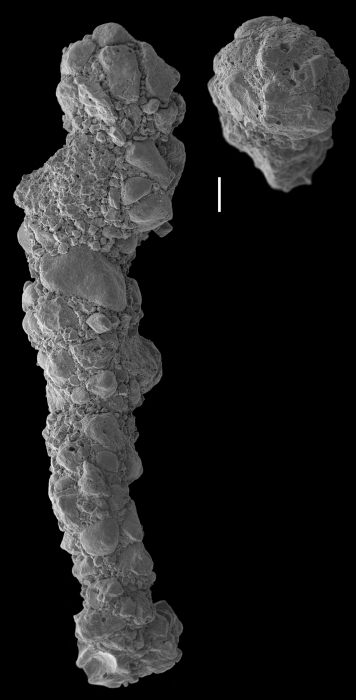 Ammobaculites crassaformis Ammobaculites crassaformis