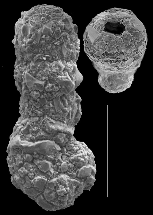 Ammobaculites exiguus Ammobaculites exiguus