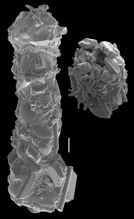 Ammobaculites villosus Ammobaculites villosus