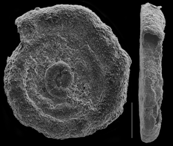 Ammodiscus gullmariensis Ammodiscus gullmariensis