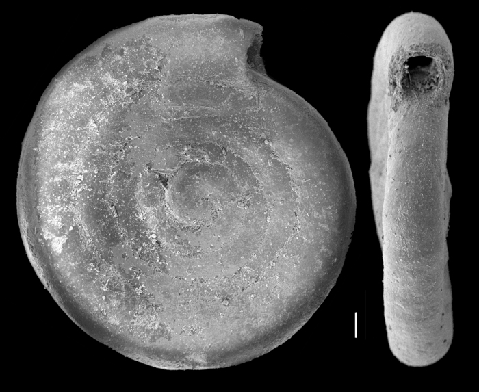 Ammodiscus pacificus Ammodiscus pacificus