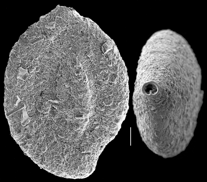 Ammomassilina alveoliniformis Ammomassilina alveoliniformis