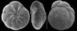 ammonia aoteana