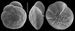 Ammonia takanabensis