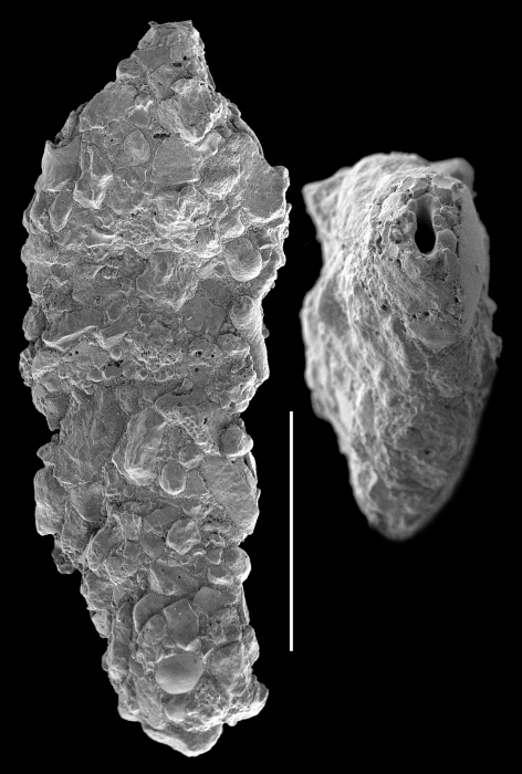 Ammoscalaria compressa Ammoscalaria compressa
