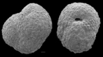 Ammosphaeroidina sphaeroidiniformis