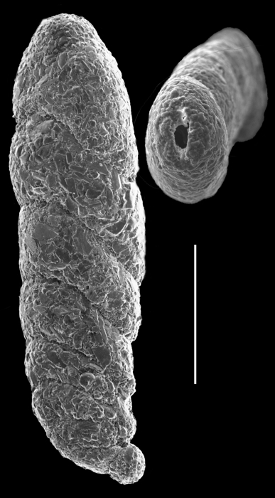 Ammotium fragile Ammotium fragile