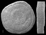 Amphisorus sauroensis