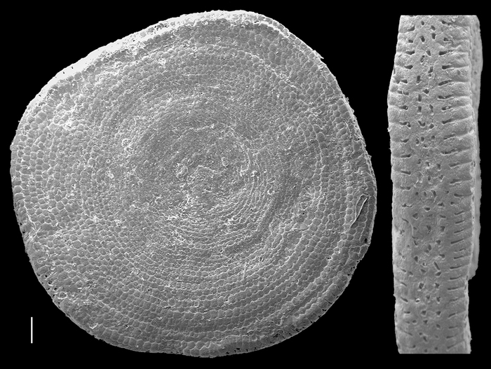 Amphisorus sauroensis Amphisorus sauroensis